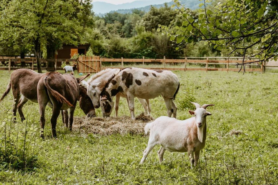 Les ânes de la ferme pédagogique mangent du foin pendant que Polo regarde l'objectif