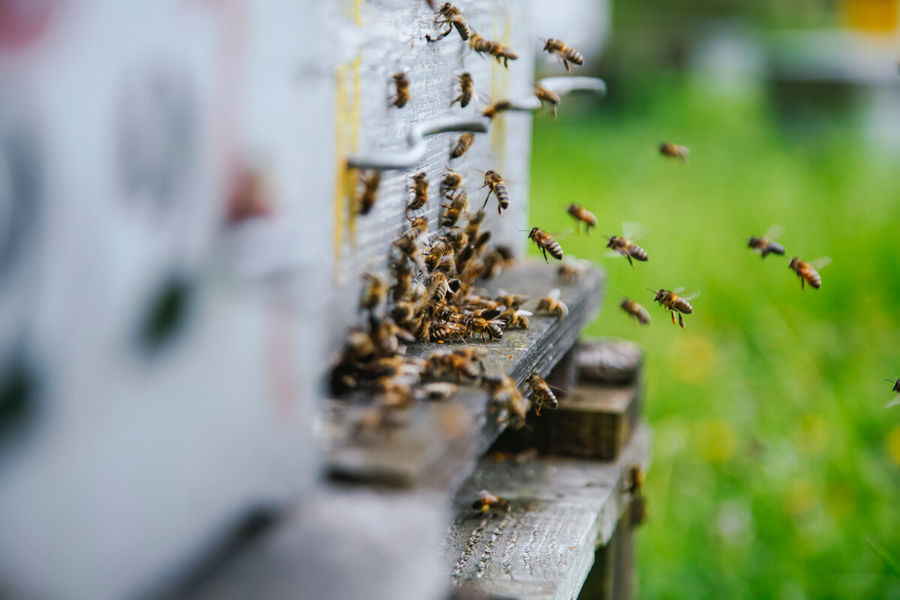 Miellerie des Gorges de la Loire