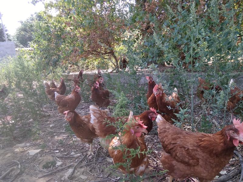 Poules pondeuses