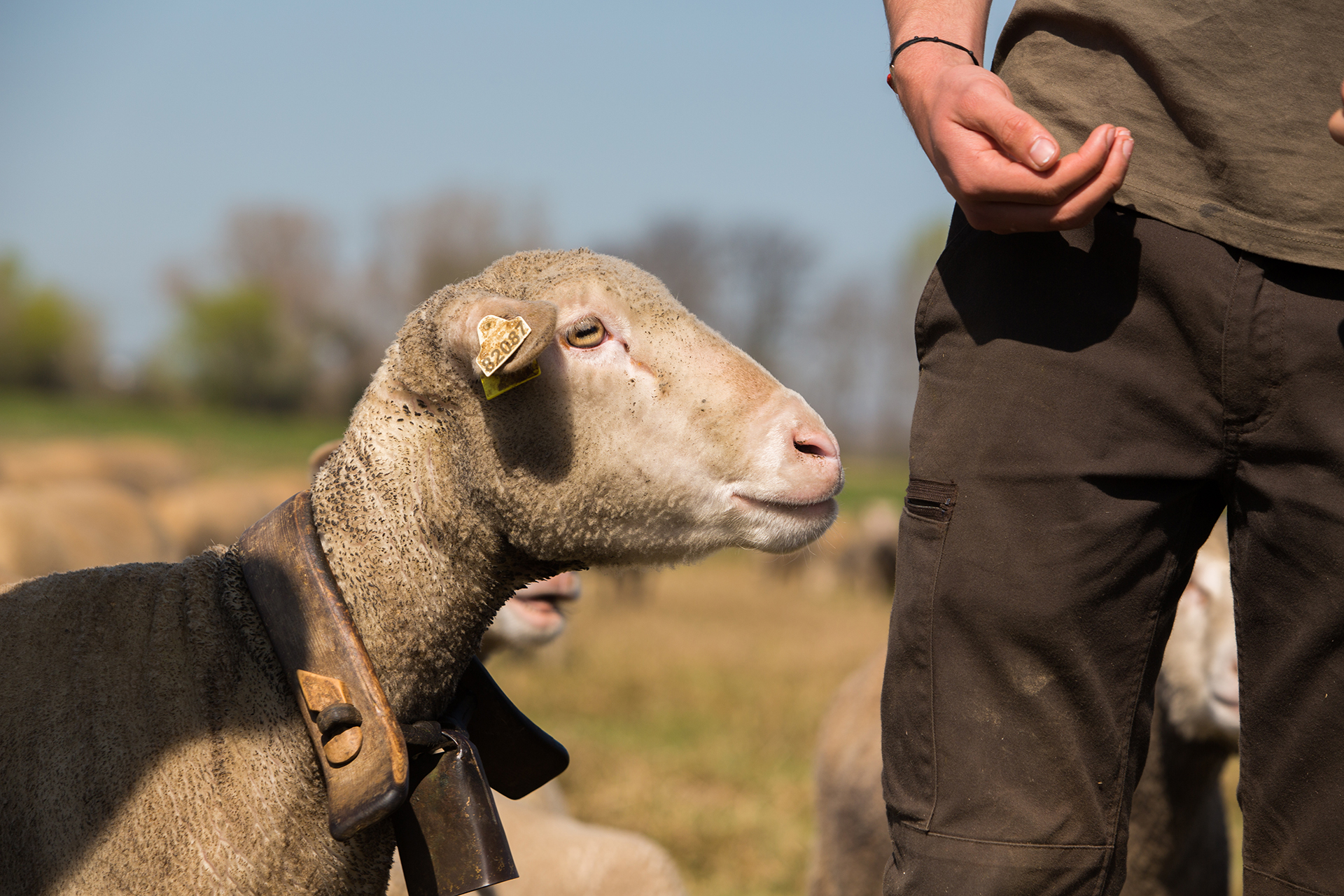 EARL Les Bartavelles - Agneaux de Crau