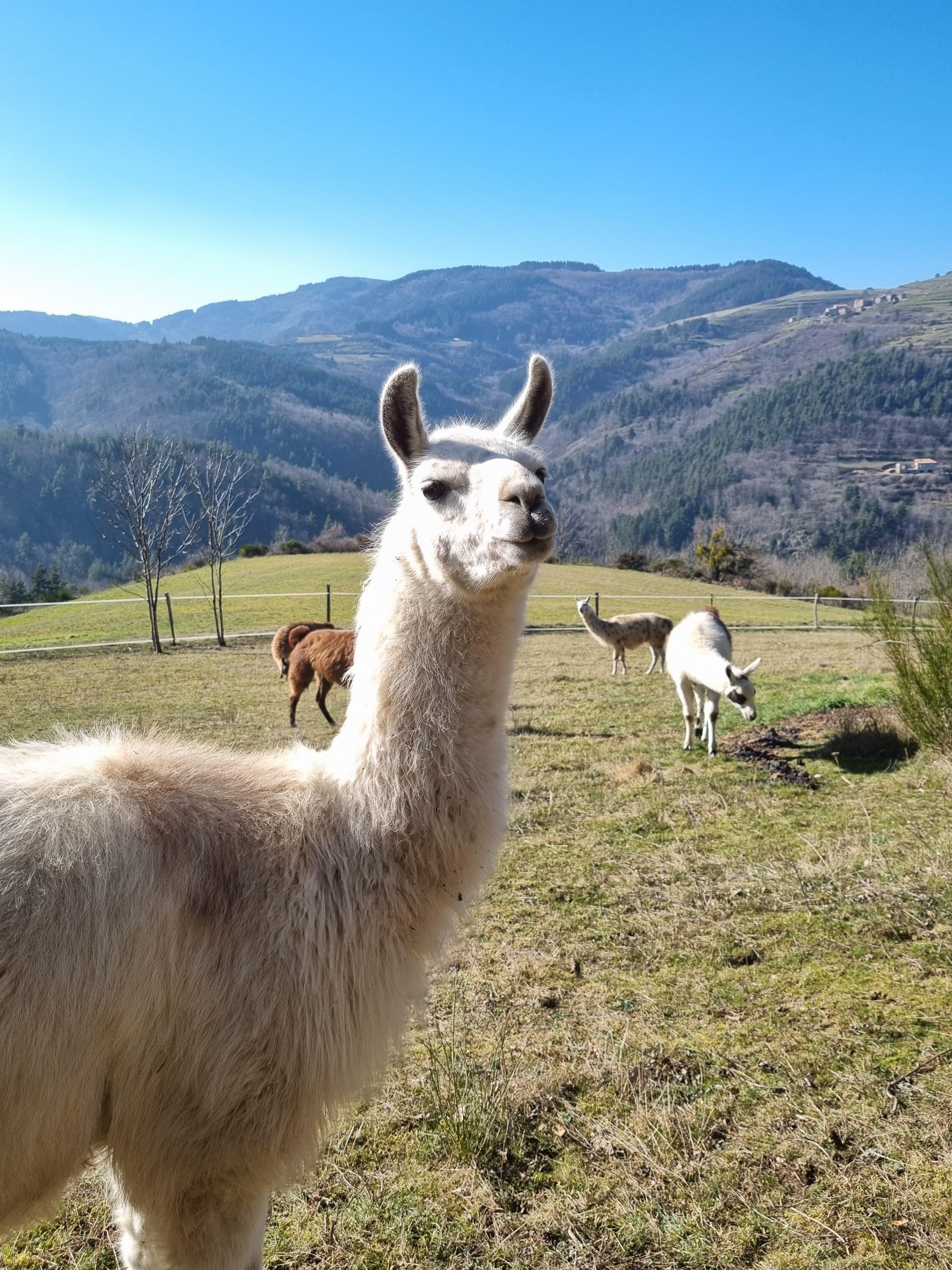 Lamas de Là-bas - Randonnées