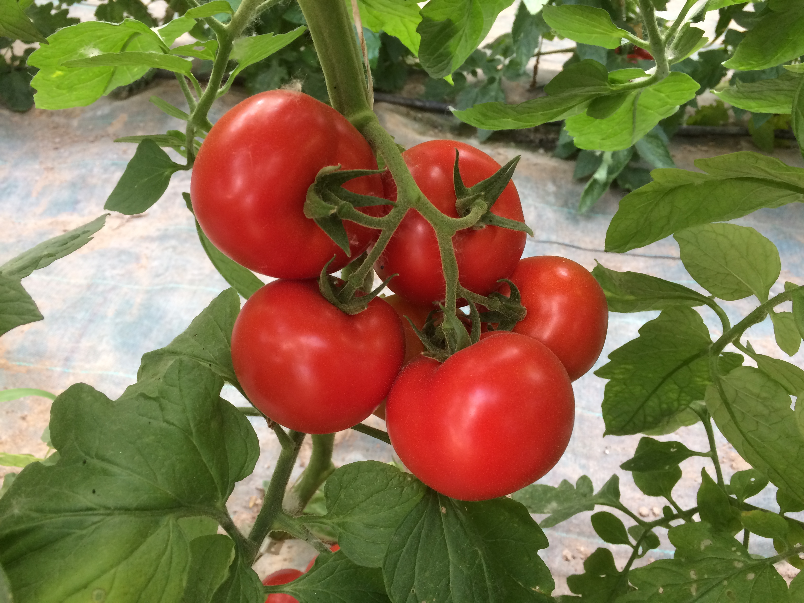 Distri'Ferm_Tournon sur Rhône