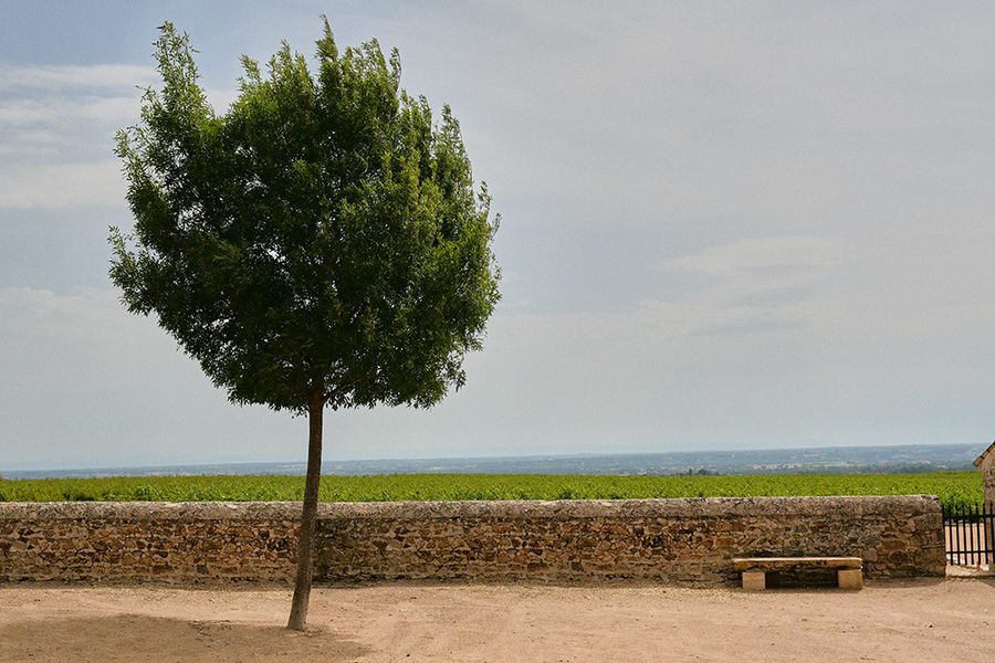 CHARVET - Gîte de groupe l'Etape Vigneronne à FLEURIE