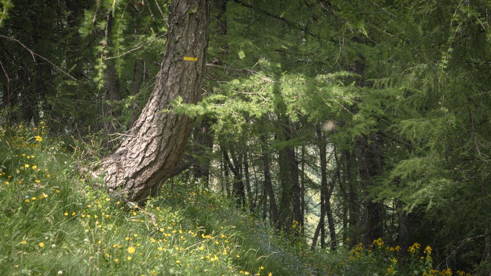 Loutre de Quoa - Randonnée depuis Besse-en-Oisans_Besse-en-Oisans