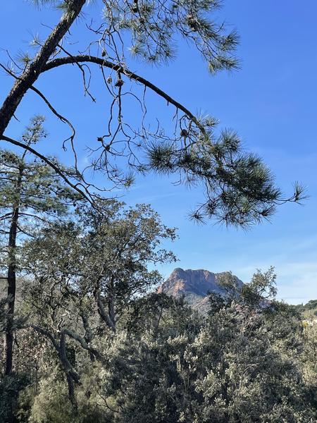 Randonnée découverte de la flore méditerranénne avec guide SAB Esterel_Roquebrune-sur-Argens