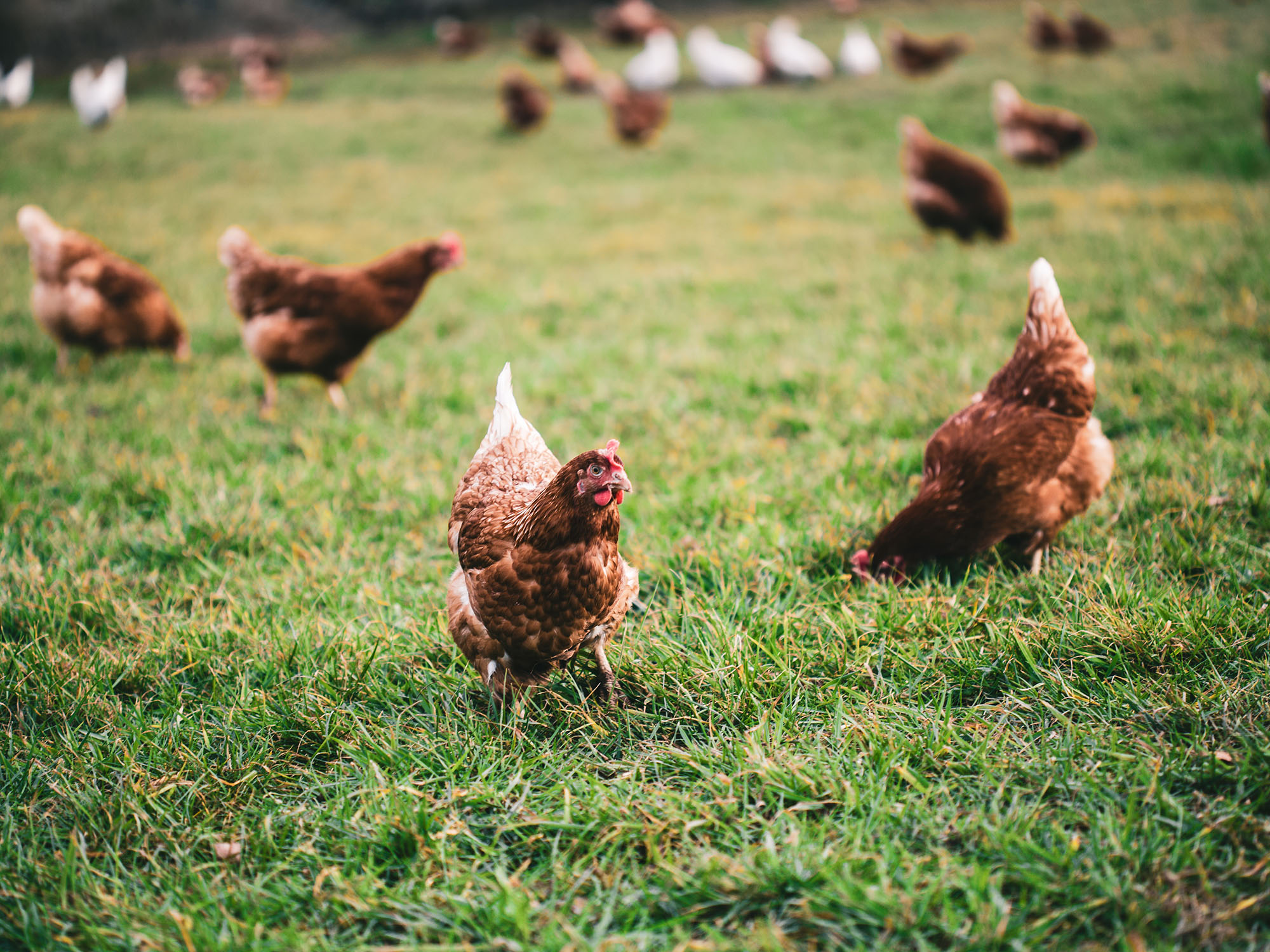 Poules et volailles