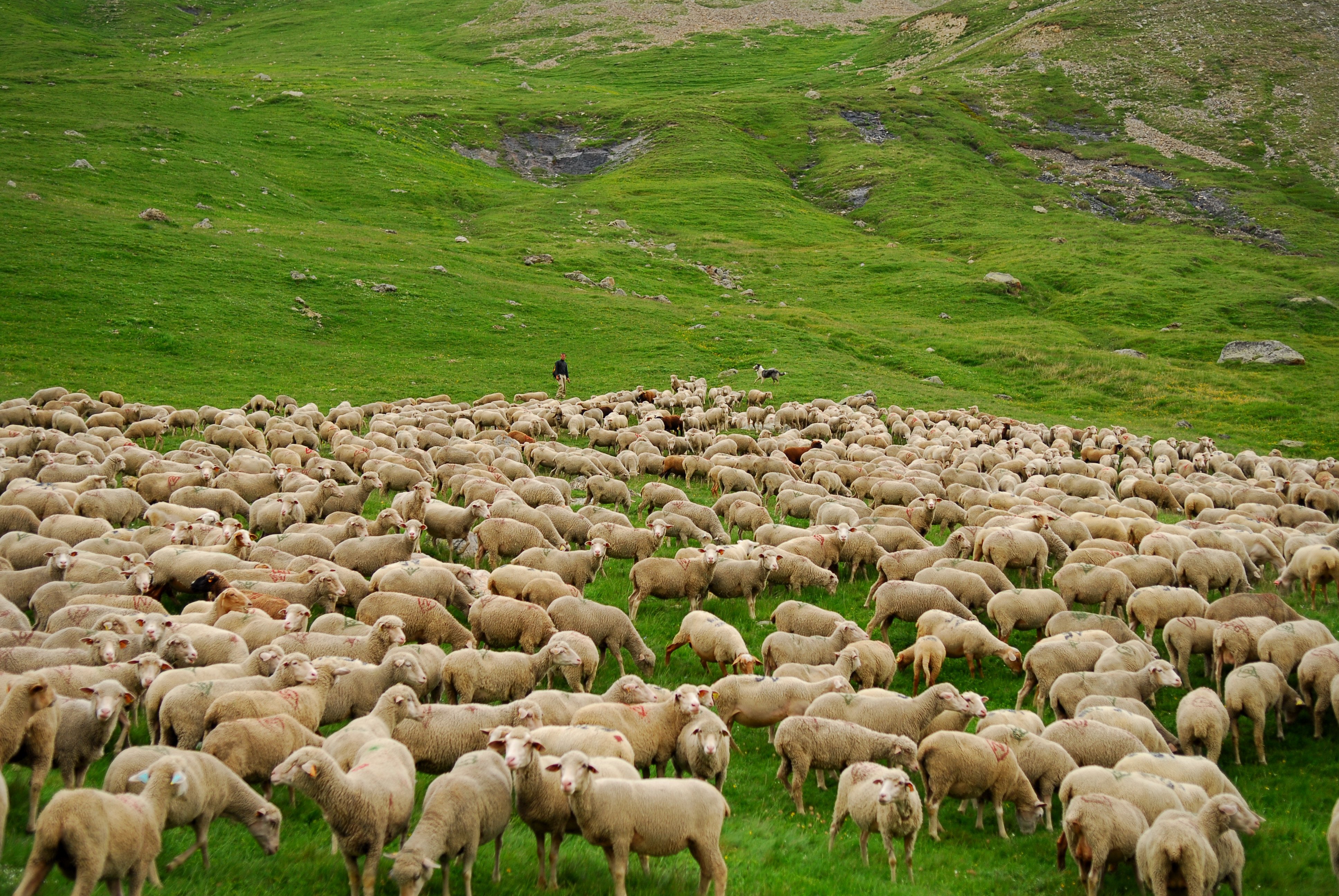Sortie en alpage - A la rencontre du berger - Sappey, 2 Alpes