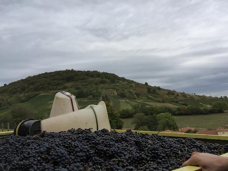 Domaine de la Dentelle_St Martin du Mont