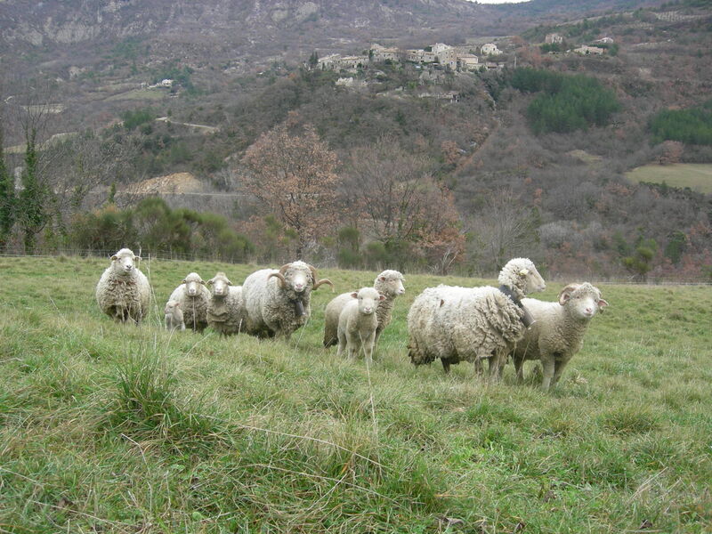nos brebis , le village
