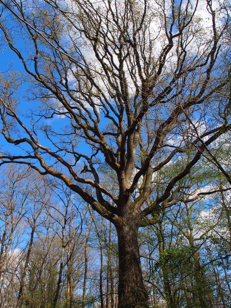 Bois de Saint Eutrope_Fleury-Mérogis