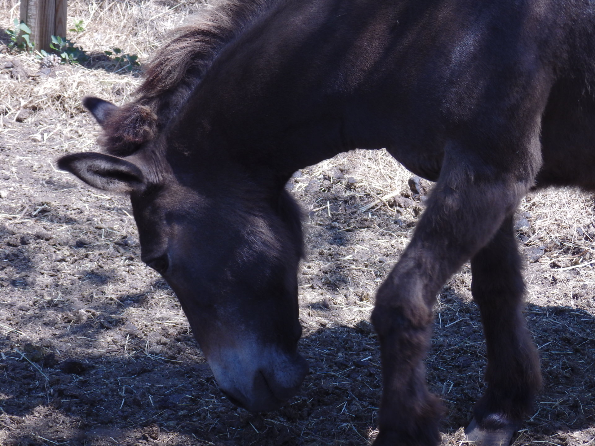 Animations à la ferme pédagogique - photo 2