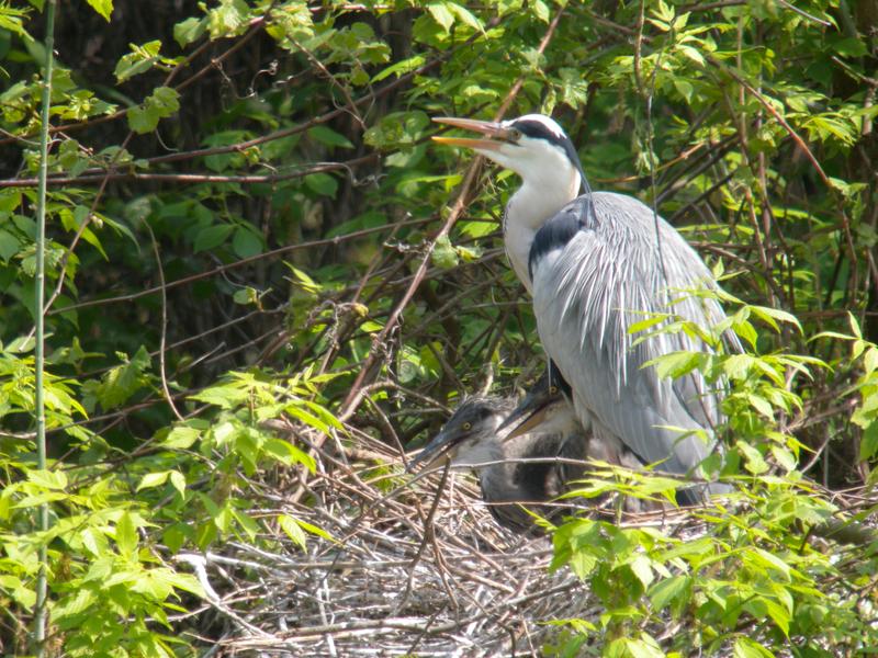 Héron cendré dans nid