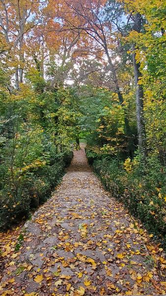 Le grand escalier du parc