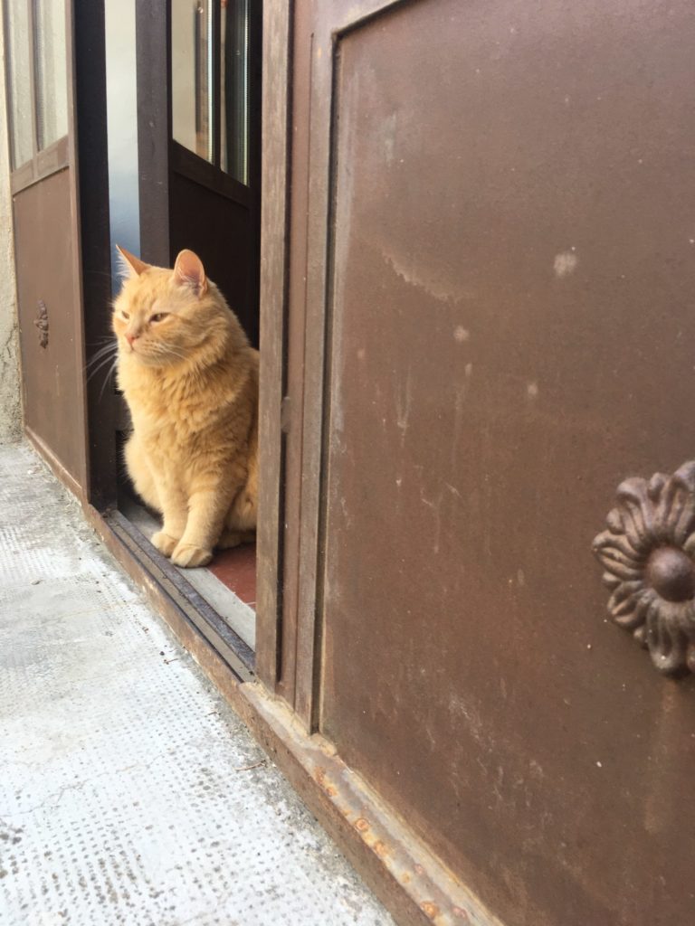 La Feuillère, Saint-Antonin-sur-Bayon - photo 25