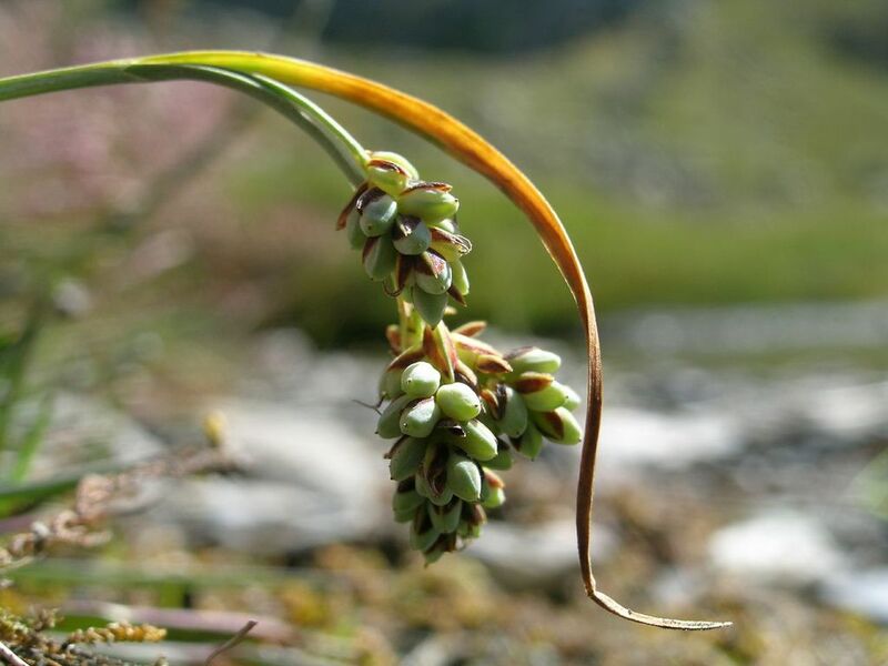 Natura 2000 - Haute Romanche - La Grave