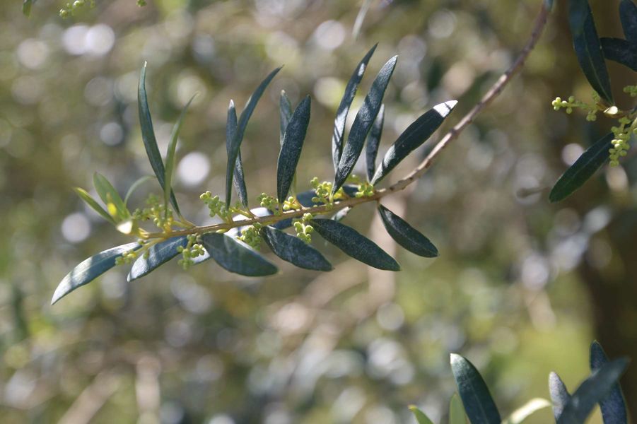 Domaine de l'Olivette | Domaine de l'Olivette Domaine de l'Olivette