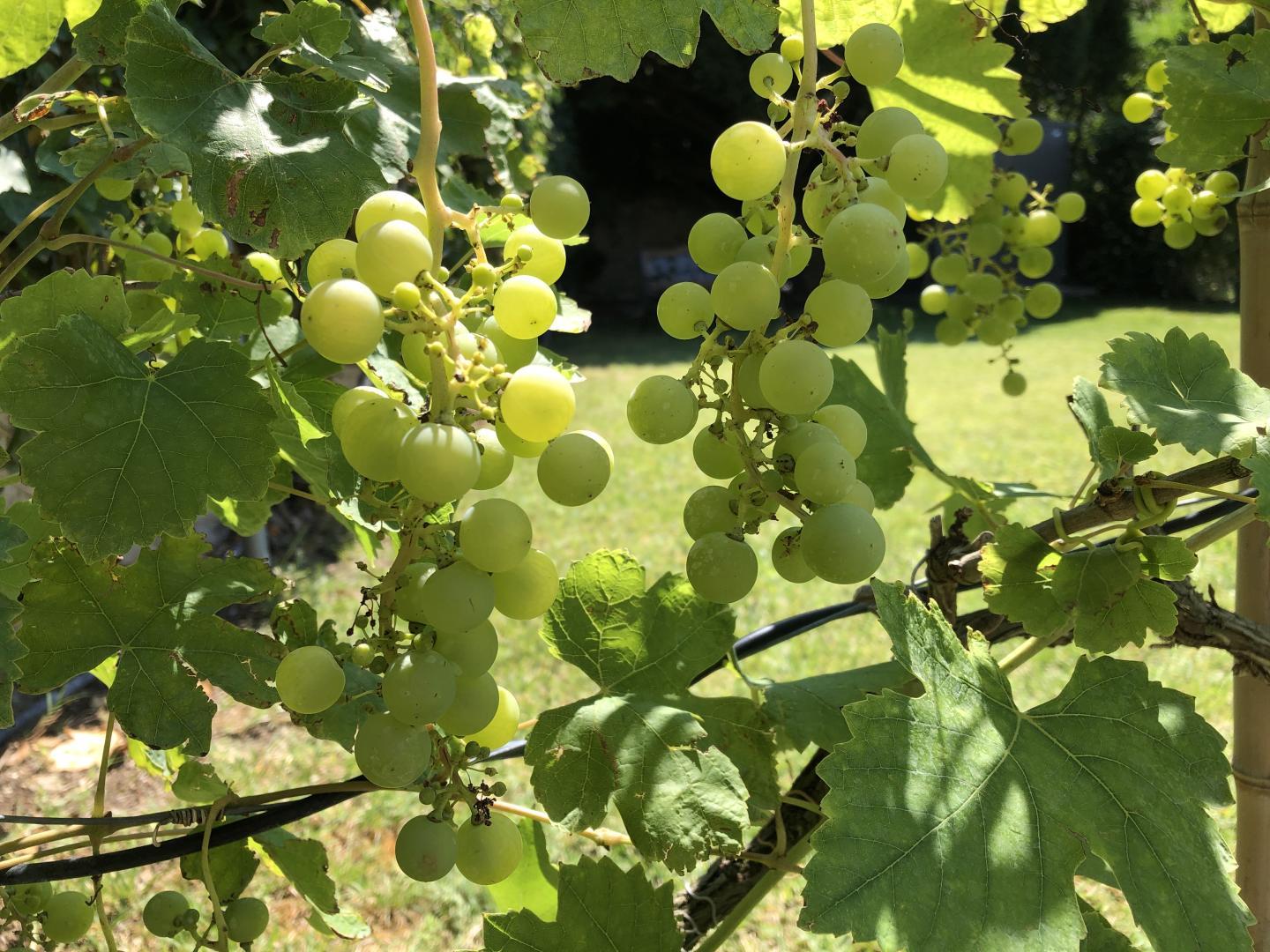Le Clos du Tilleul, Alleins - photo 16
