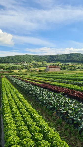 Le potager de la Coccinelle - de Ferme en Ferme