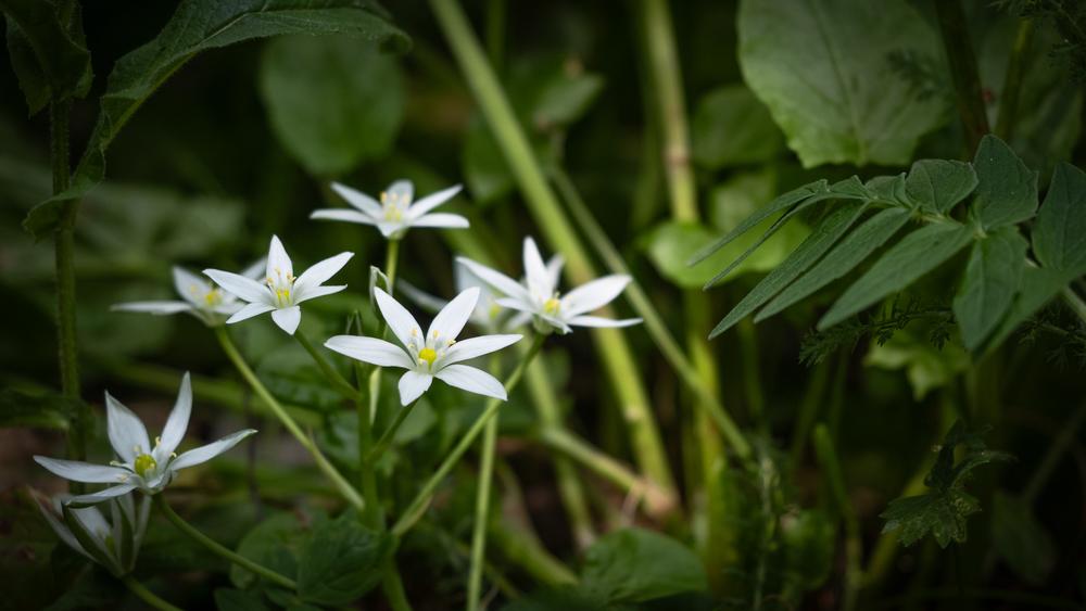 Loutre de Quoa - Randonnée depuis Besse-en-Oisans_Besse-en-Oisans