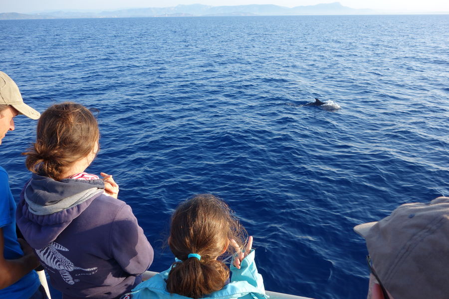 A la rencontre des dauphins et mammifère