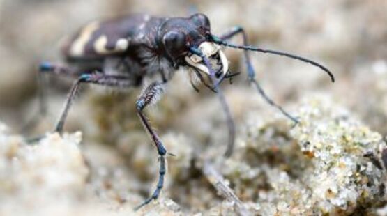Balade naturaliste : les insectes de la Réserve_Allex