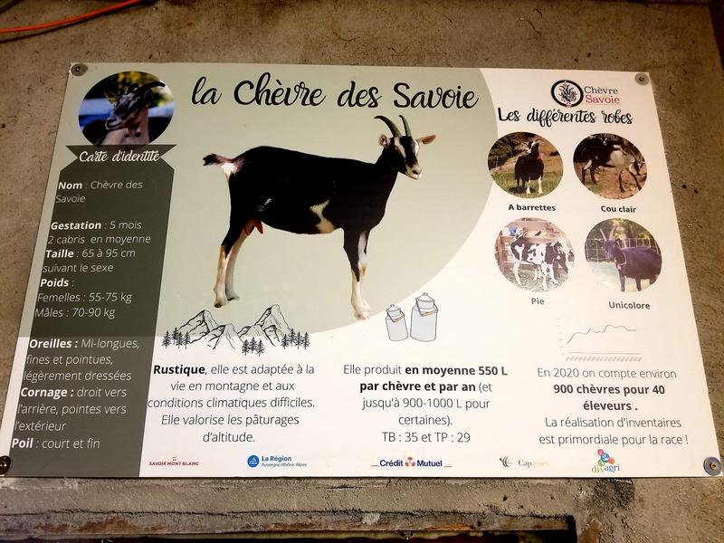 Visite de la P'tite Ferme d'Antho à Val Cenis-Lanslebourg