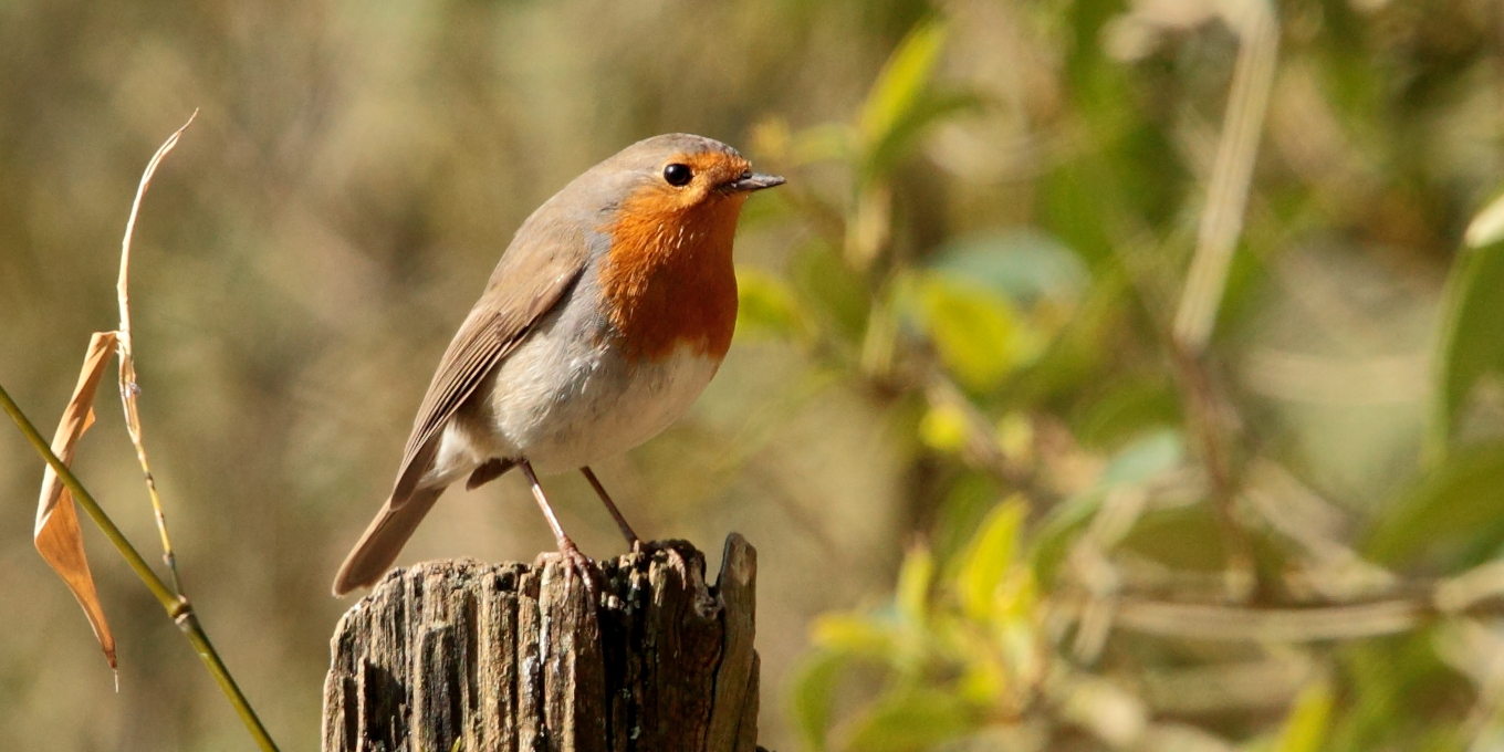 Visite guidée - Les oiseaux du cimetière de Saint-Éloi