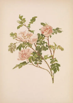 ‘Stanwell Perpetual’,  E. Willmott, A. Parsons, The Genus Rosa, XIII, 1911