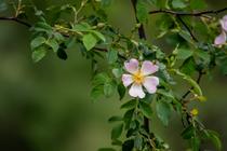 Jaujac - Fleur sauvage ©sourcesetvolcans