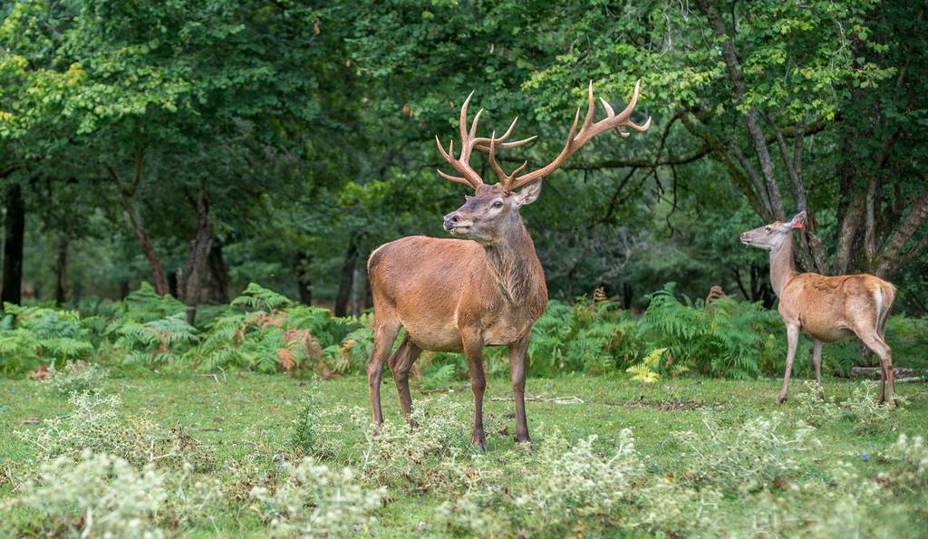Les 2 Noix'Elles - La Forêt du Brame