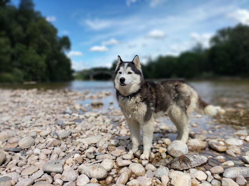 Team Willo cani marche Ain