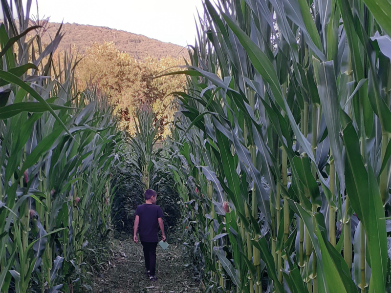 Au coeur du labyrinthe de maïs géants de la Ferme du Naray