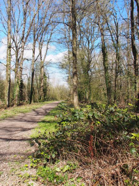 Bois de Saint Eutrope_Fleury-Mérogis