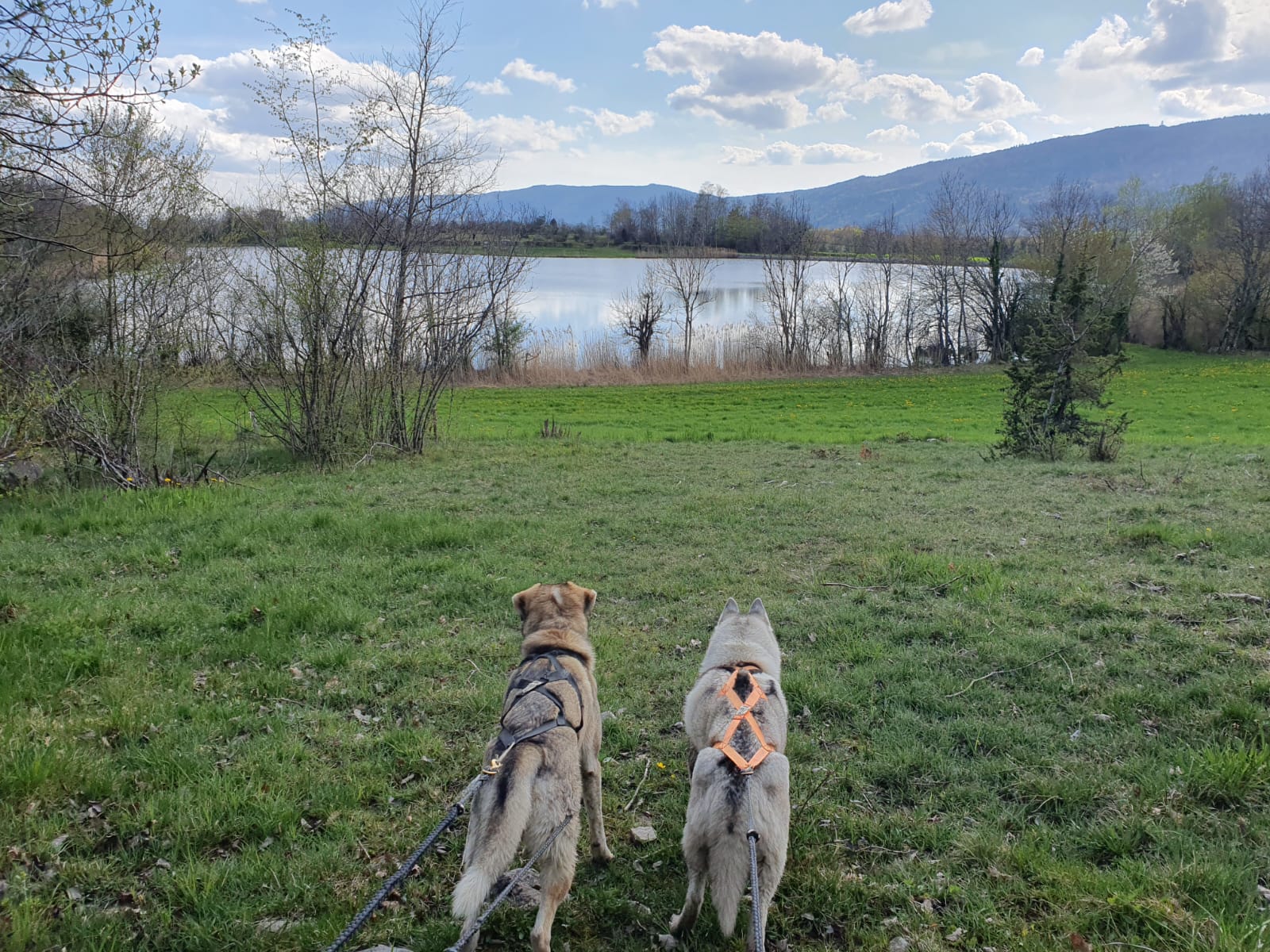 Cani-rando avec Symbiose