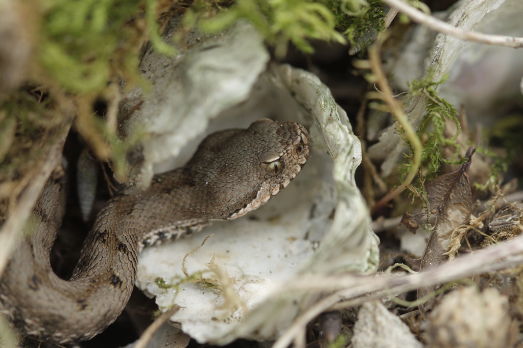 Participez au recensement de reptiles - Animation écogarde