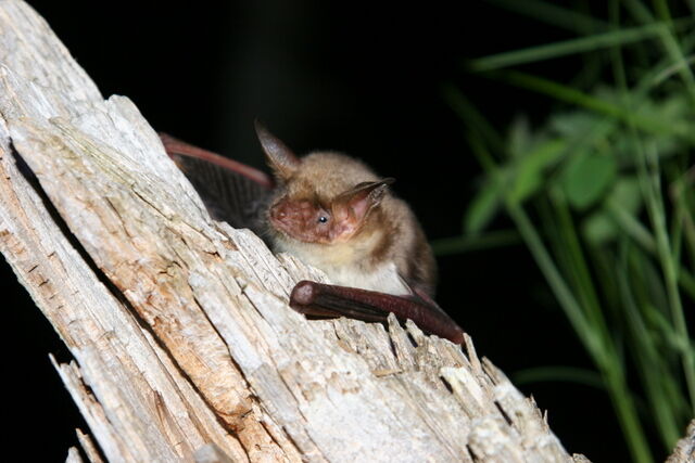 Natura 2000 - Haute Romanche - La Grave