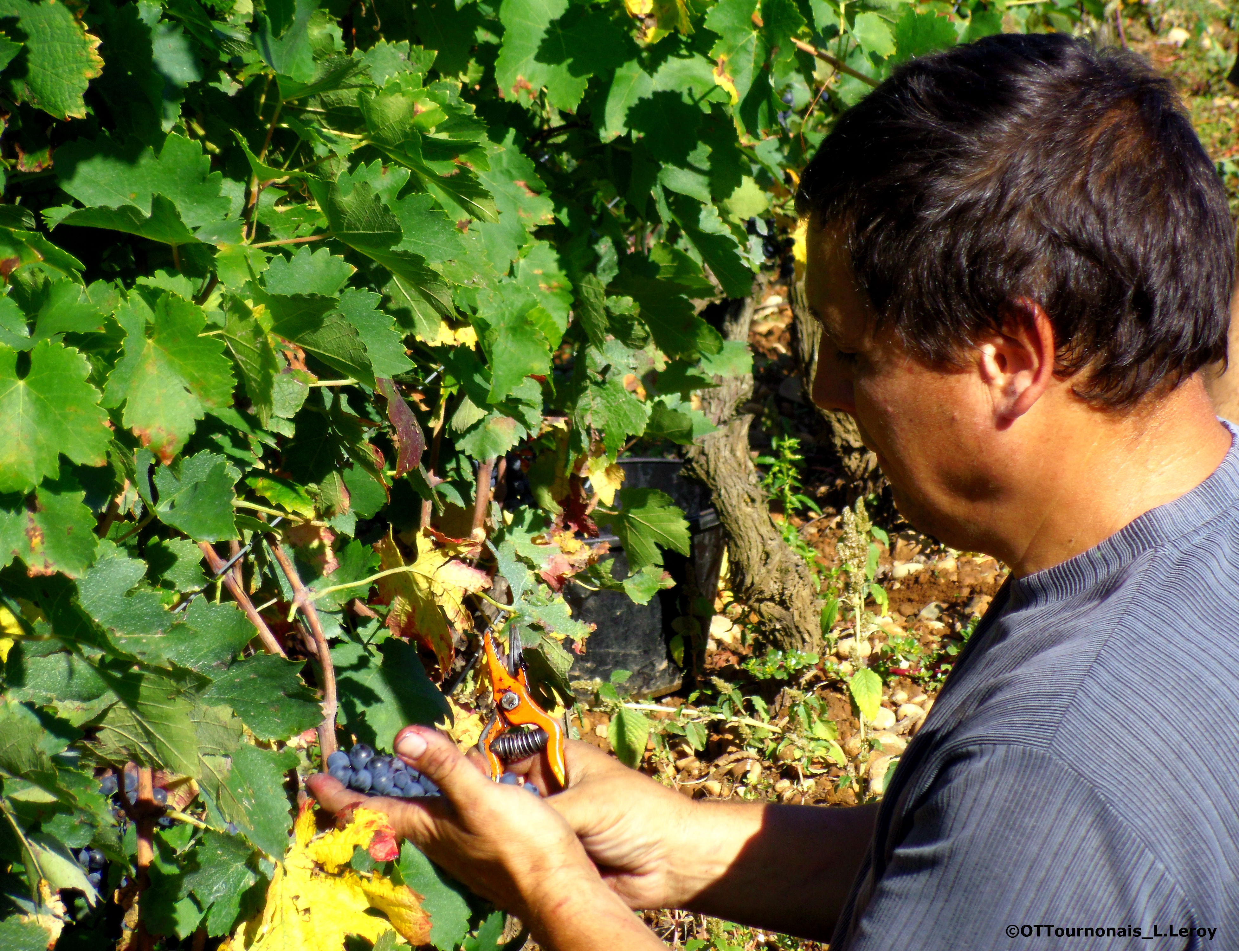 Vendanges