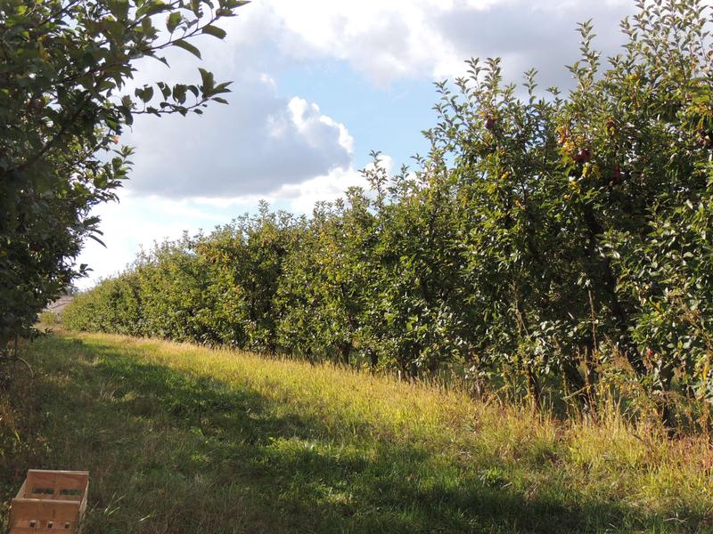 Circuit VTT 241 - La Vallée du Garon_Vourles