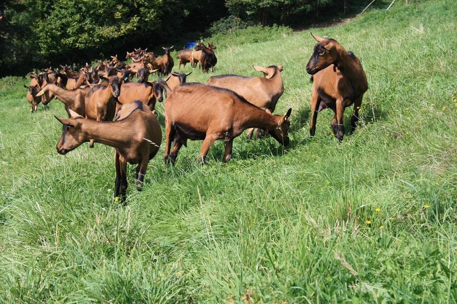 Grand Gîte - 15 personnes - \
