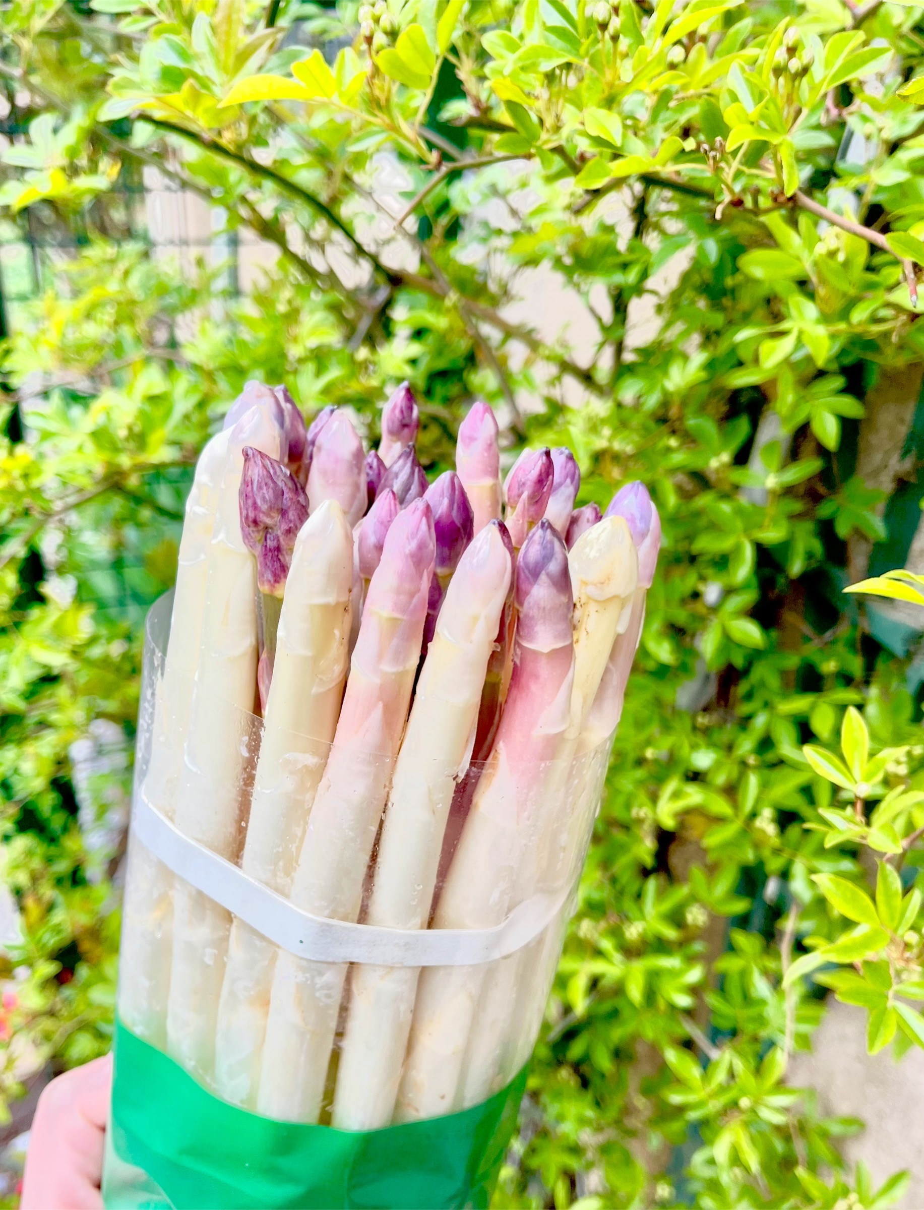 Asparagus farm sales