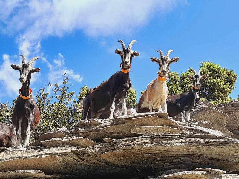 Visite de la P'tite Ferme d'Antho à Val Cenis-Lanslebourg