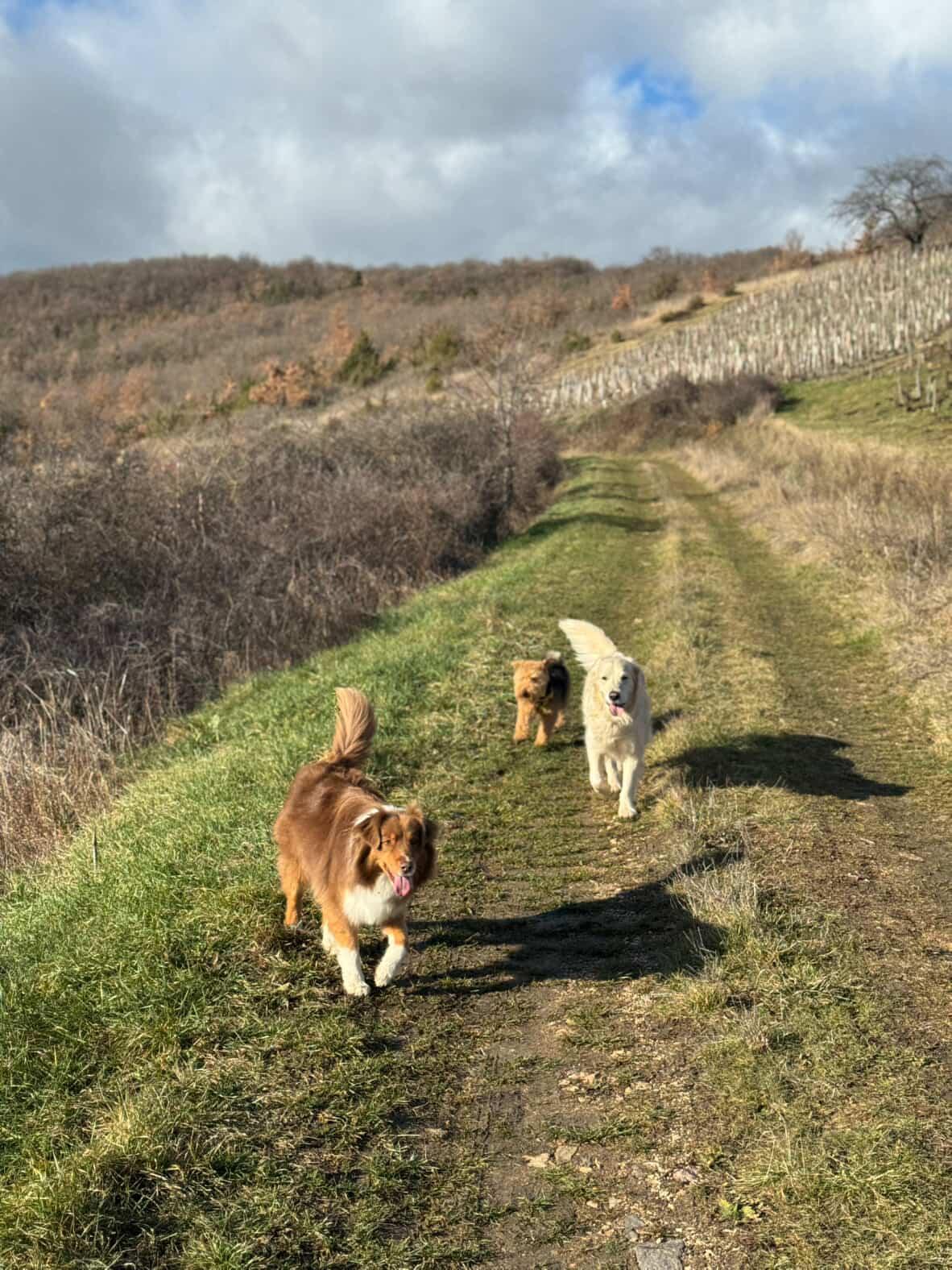 En balade dans le vignoble de Boudes avec son chien