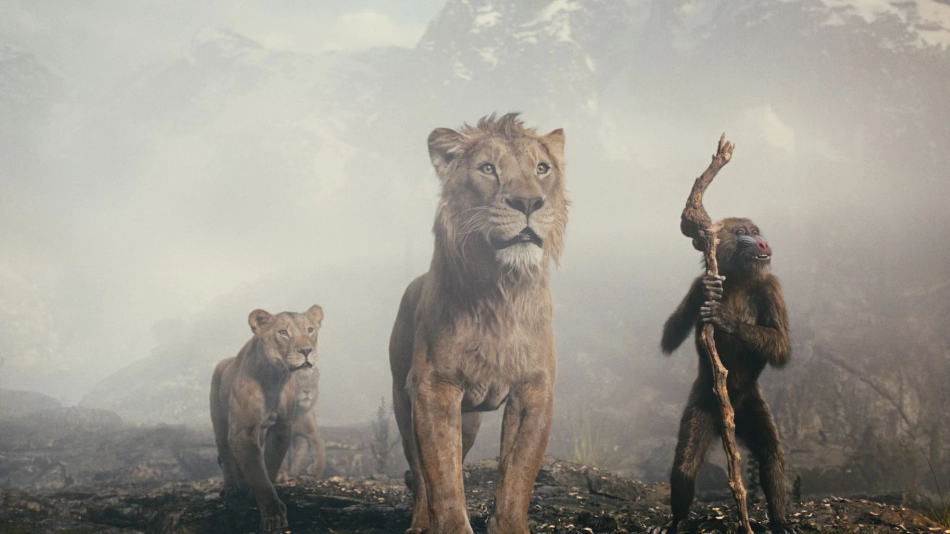 Cinéma plein air | Mufasa Le Roi Lion