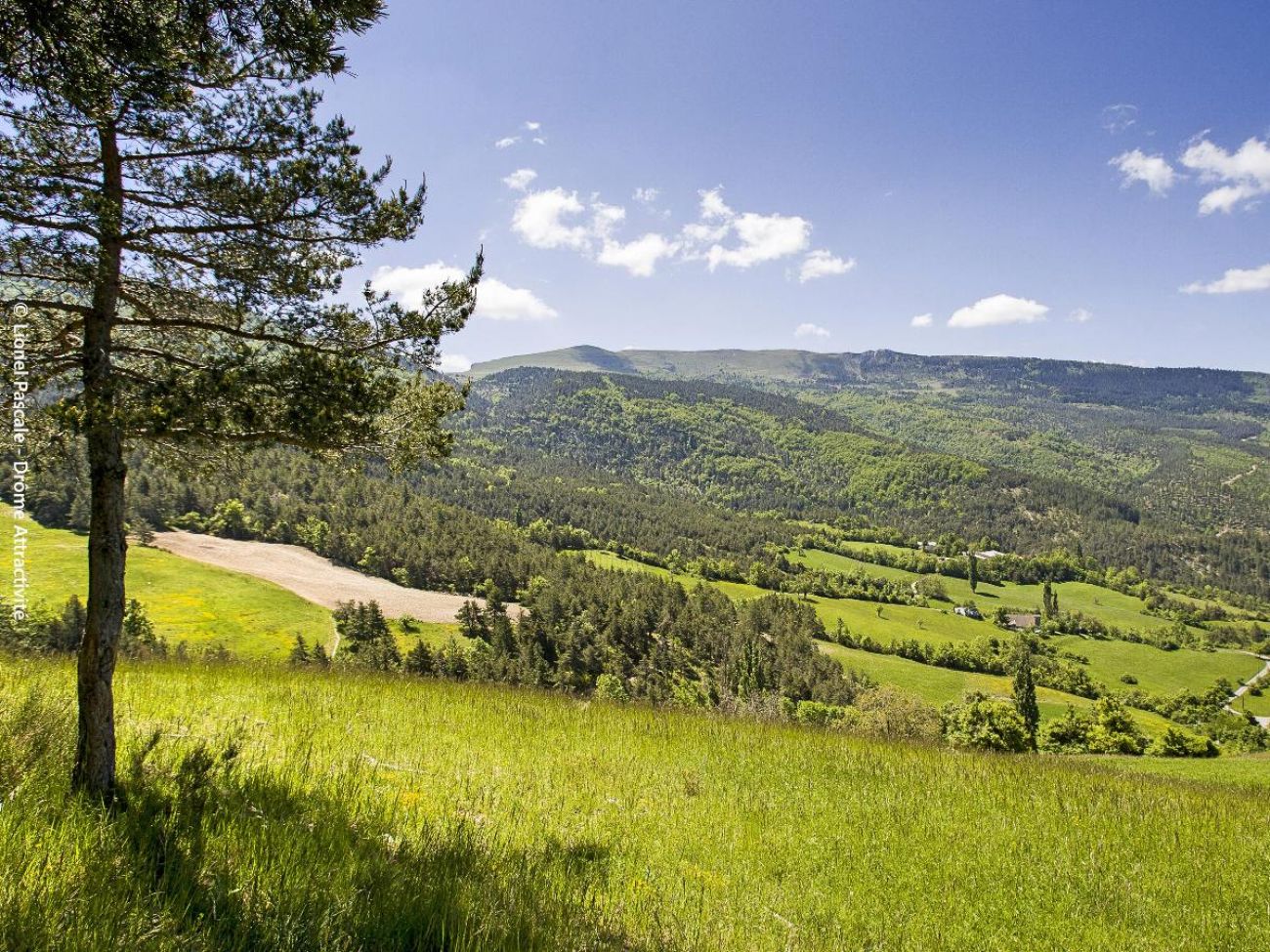 Carabès
