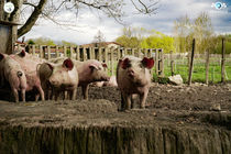 La Ferme du Marais