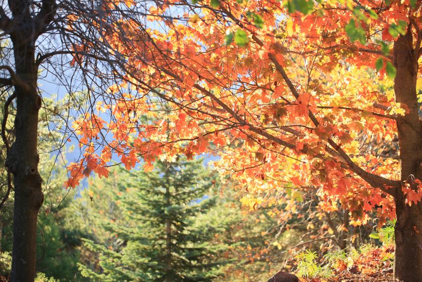 L'arboretum en automne 