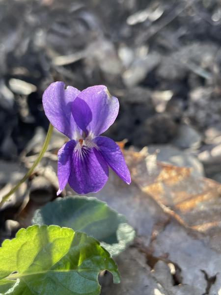 Randonnée découverte de la flore méditerranénne avec guide SAB Esterel_Roquebrune-sur-Argens
