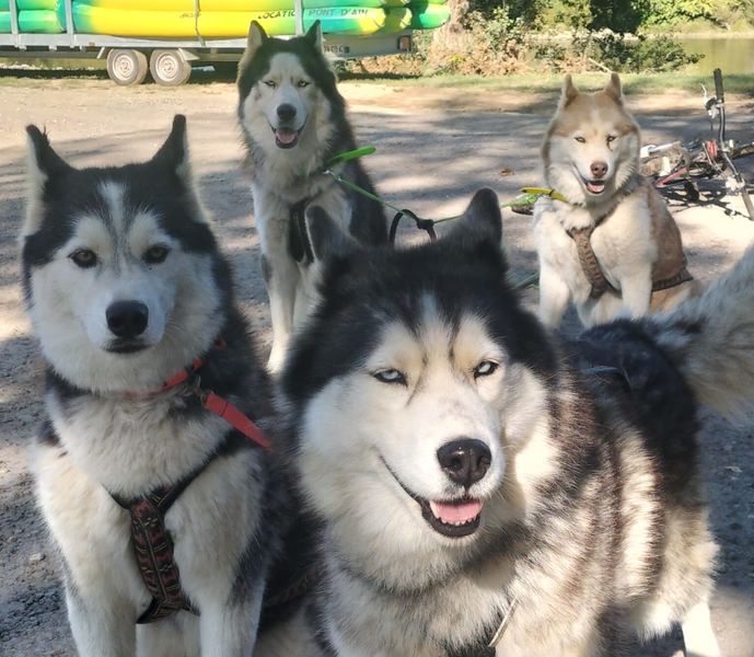 Team Willo cani marche Ain