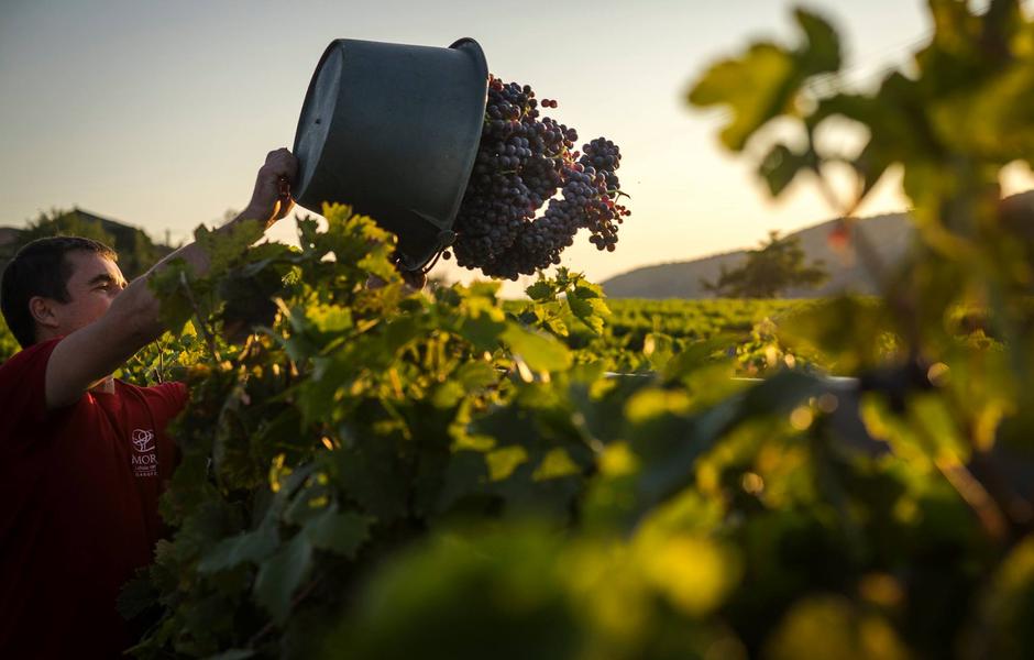 Vendanges à Valvignères