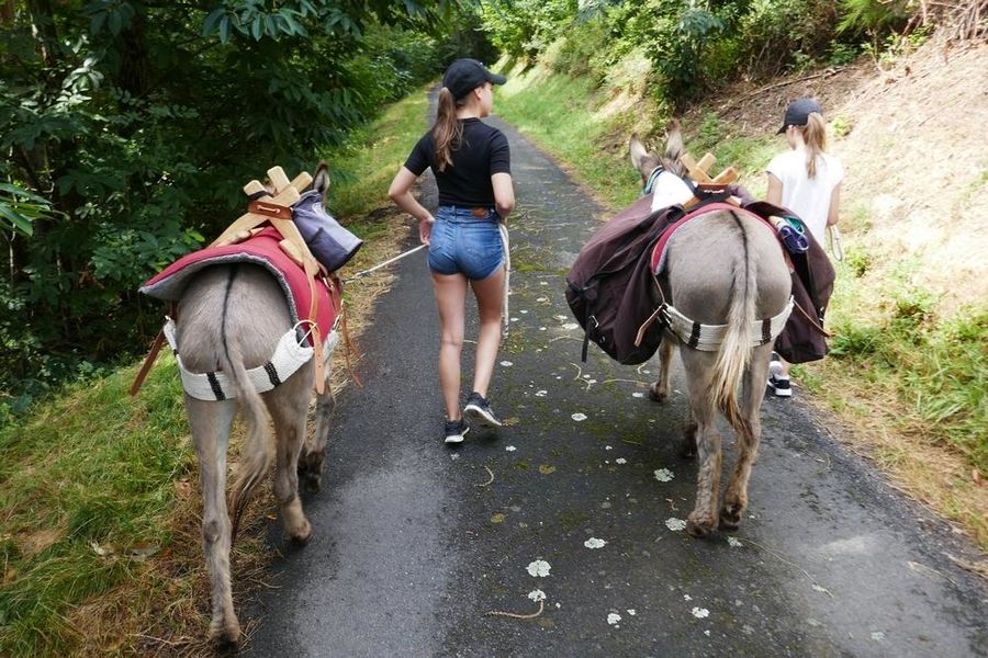 Balade avec les ânes